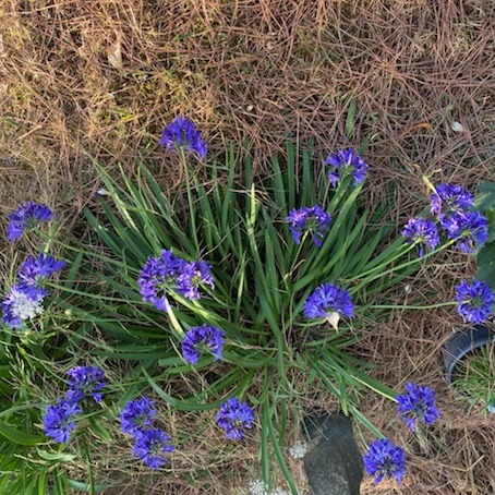 Photo de Marie Françoise BRULLON